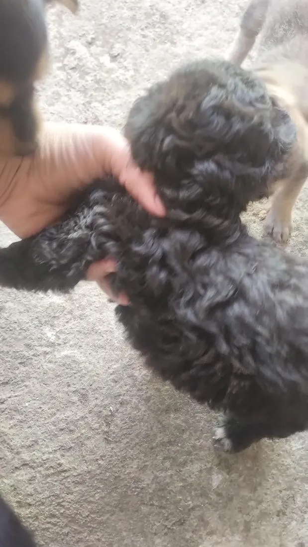 Cachorro raça Poodle idade Abaixo de 2 meses nome não tem nome ainda 