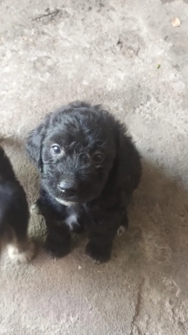 Cachorro raça Poodle idade Abaixo de 2 meses nome não tem nome ainda 