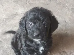 Cachorro raça Poodle idade Abaixo de 2 meses nome não tem nome ainda 
