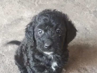 Cachorro raça Poodle idade Abaixo de 2 meses nome não tem nome ainda 