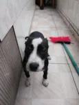 Penélope