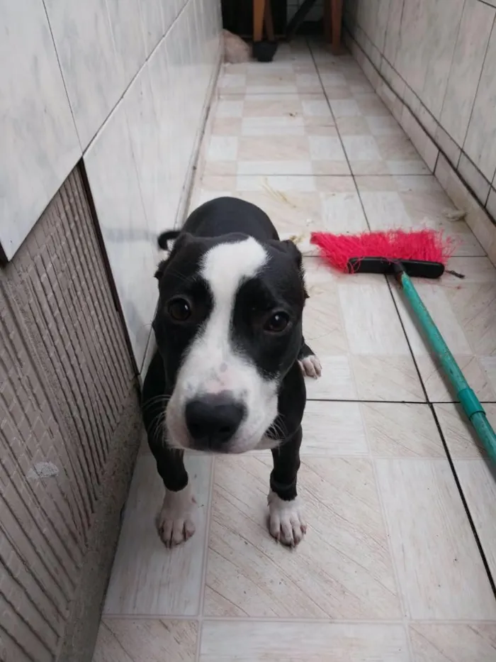 Cachorro raça Pit-Bull idade 2 a 6 meses nome Penélope