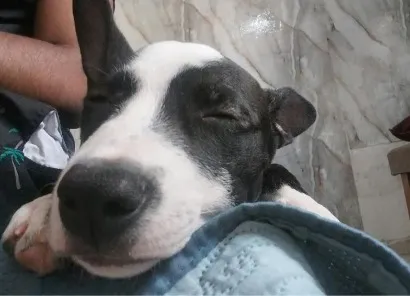 Cachorro raça Pit-Bull idade 2 a 6 meses nome Penélope