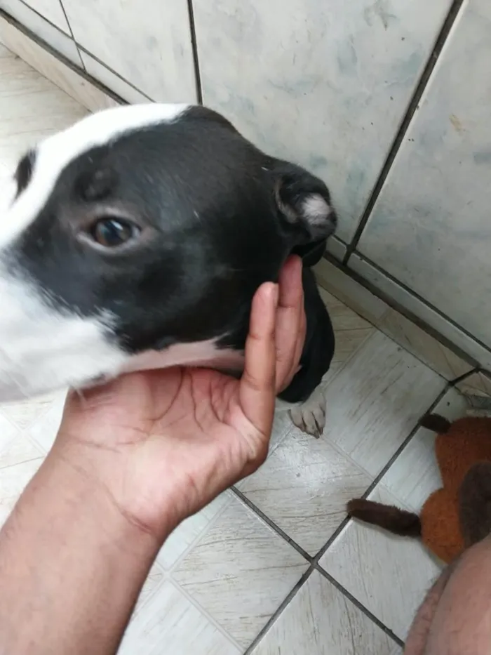 Cachorro raça Pit-Bull idade 2 a 6 meses nome Penélope