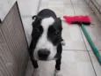 Penélope