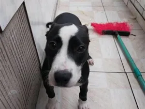 Cachorro raça Pit-Bull idade 2 a 6 meses nome Penélope