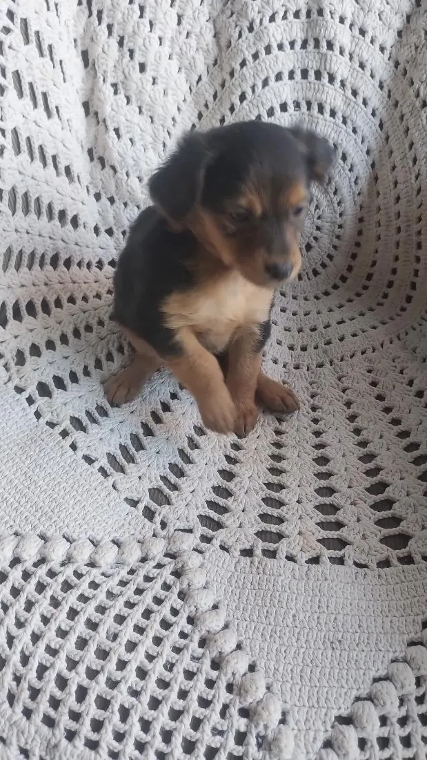 Cachorro raça Poodle idade 2 a 6 meses nome não tem nome ainda 
