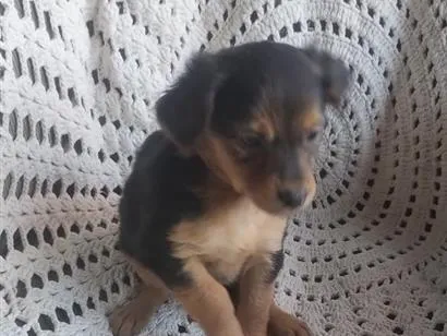 Cachorro raça Poodle idade 2 a 6 meses nome não tem nome ainda 