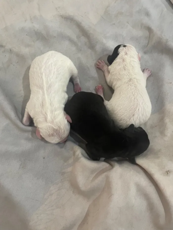 Cachorro raça SRD-ViraLata idade Abaixo de 2 meses nome A definir 
