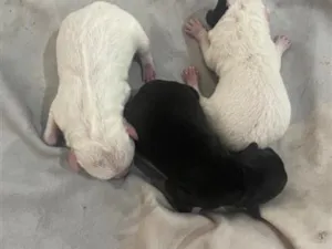 Cachorro raça SRD-ViraLata idade Abaixo de 2 meses nome A definir 