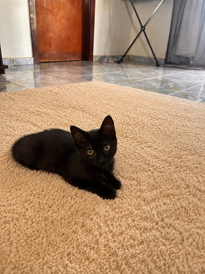 Gato raça SRD-ViraLata idade 2 a 6 meses nome Ravenna 