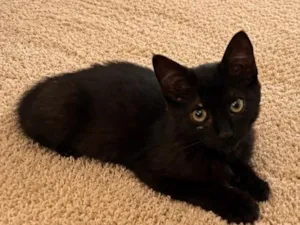 Gato raça SRD-ViraLata idade 2 a 6 meses nome Ravenna 