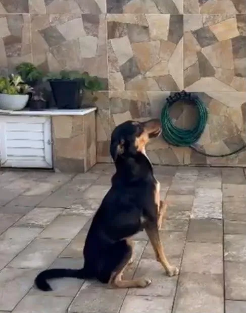 Cachorro raça SRD-ViraLata idade 2 anos nome Zoe