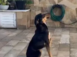 Cachorro raça SRD-ViraLata idade 2 anos nome Zoe