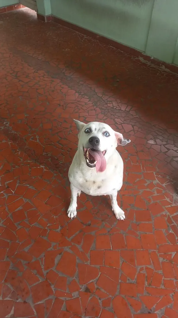 Cachorro raça SRD-ViraLata idade 6 ou mais anos nome Becah