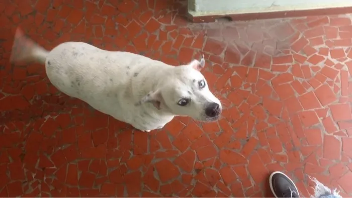 Cachorro raça SRD-ViraLata idade 6 ou mais anos nome Becah