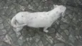 Becah