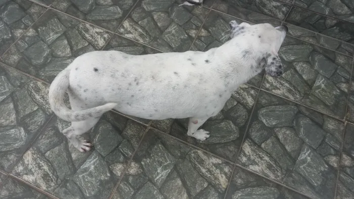 Cachorro raça SRD-ViraLata idade 6 ou mais anos nome Becah
