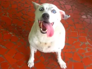 Cachorro raça SRD-ViraLata idade 6 ou mais anos nome Becah