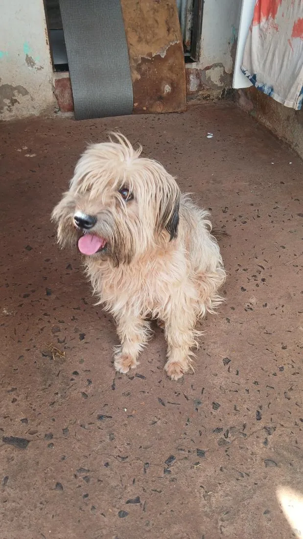Cachorro raça SRD-ViraLata idade 3 anos nome Meg