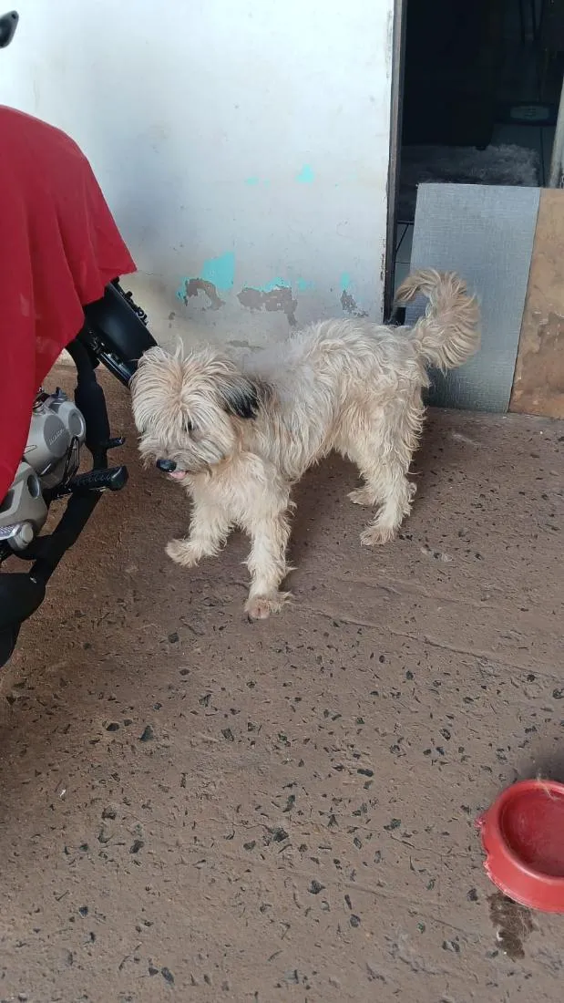 Cachorro raça SRD-ViraLata idade 3 anos nome Meg