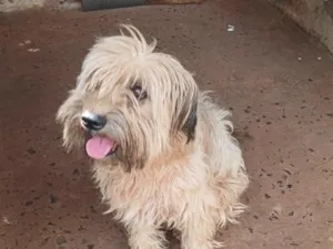 Cachorro raça SRD-ViraLata idade 3 anos nome Meg