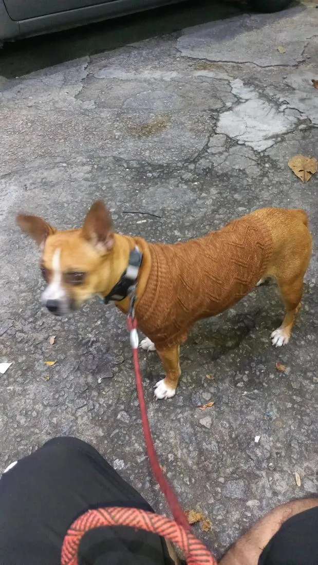 Cachorro raça SRD-ViraLata idade 4 anos nome Freeda