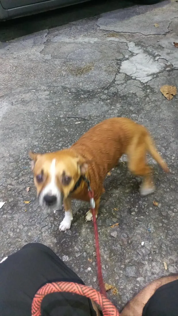 Cachorro raça SRD-ViraLata idade 4 anos nome Freeda