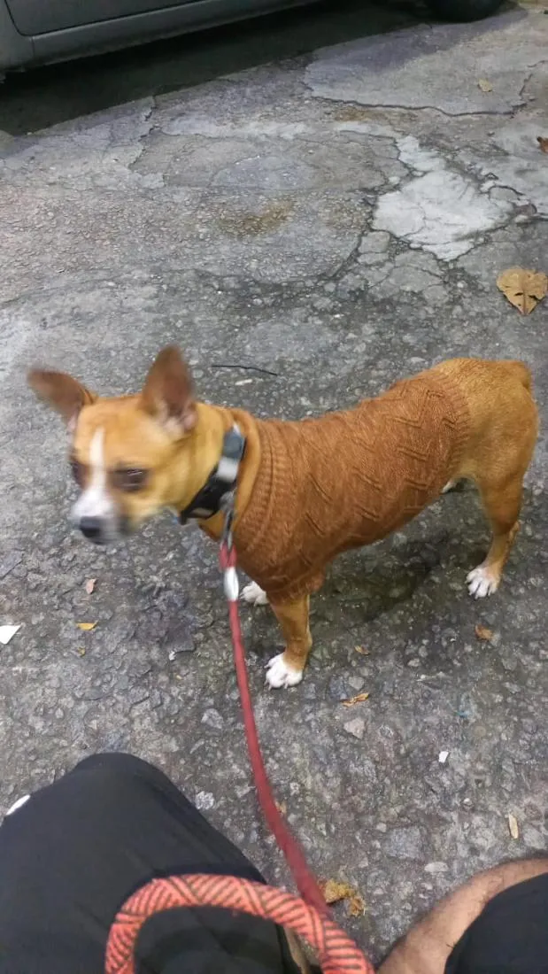 Cachorro raça SRD-ViraLata idade 4 anos nome Freeda