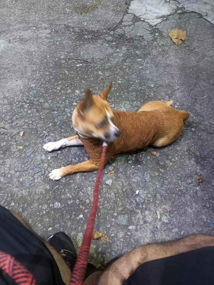 Cachorro raça SRD-ViraLata idade 4 anos nome Freeda