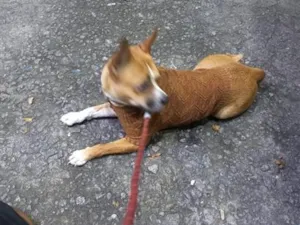 Cachorro raça SRD-ViraLata idade 4 anos nome Freeda
