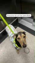Bob