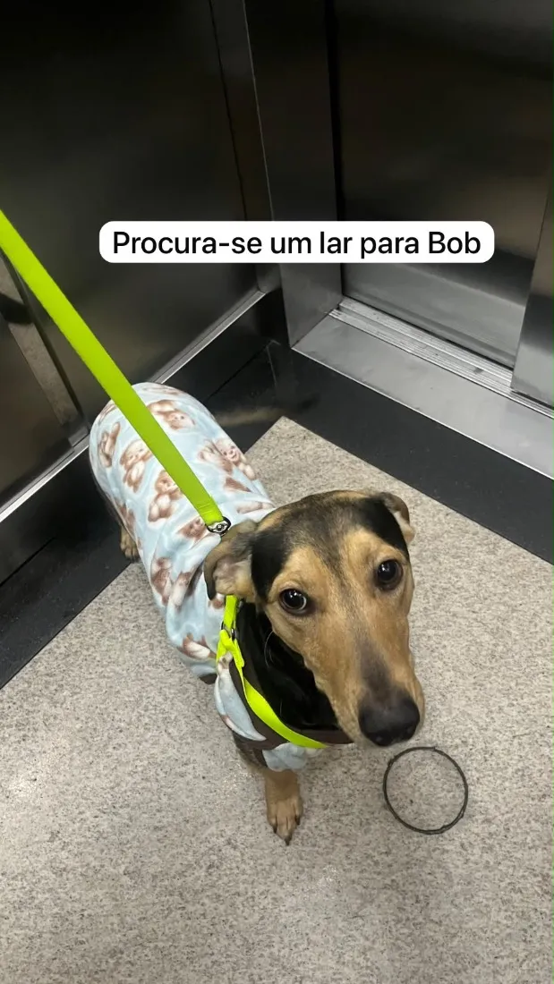 Cachorro raça SRD-ViraLata idade 2 anos nome Bob