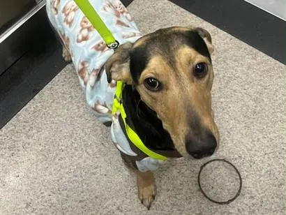 Cachorro raça SRD-ViraLata idade 2 anos nome Bob