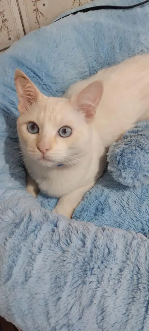 Gato raça Siamês idade 7 a 11 meses nome Nino 