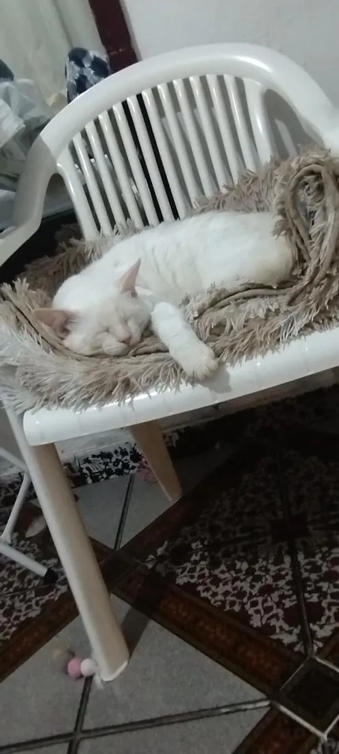 Gato raça Siamês idade 7 a 11 meses nome Nino 