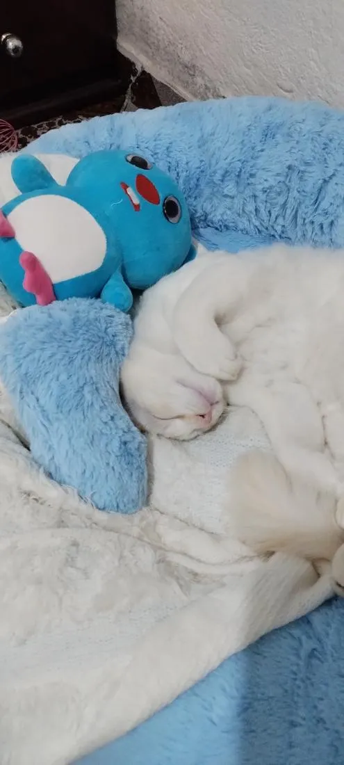 Gato raça Siamês idade 7 a 11 meses nome Nino 