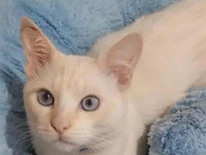 Gato raça Siamês idade 7 a 11 meses nome Nino 