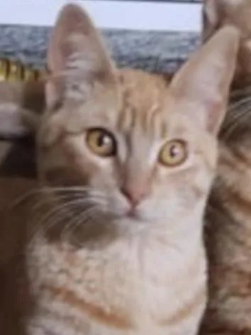 Gato raça SRD-ViraLata idade 7 a 11 meses nome Simba