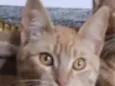 Simba