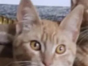 Gato raça SRD-ViraLata idade 7 a 11 meses nome Simba