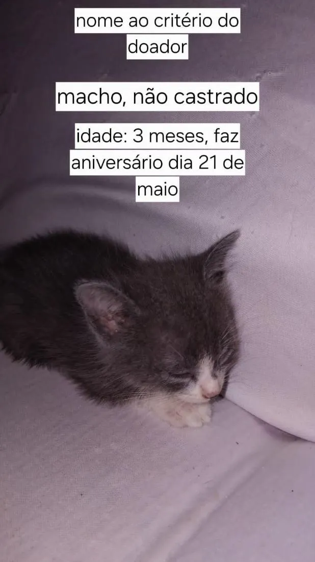 Gato raça SRD-ViraLata idade 2 a 6 meses nome Mufasa