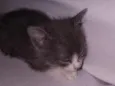 Mufasa