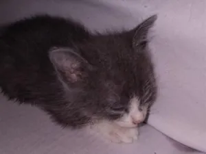 Gato raça SRD-ViraLata idade 2 a 6 meses nome Mufasa