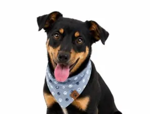 Cachorro raça SRD-ViraLata idade 2 anos nome Ozzy