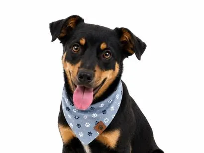 Cachorro raça SRD-ViraLata idade 2 anos nome Ozzy