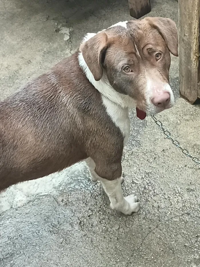 Cachorro raça Vira lata com pitbull .misturado idade 1 ano nome max