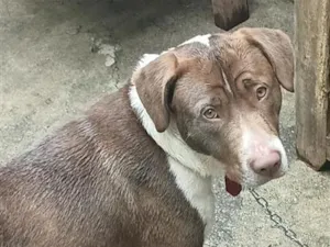 Cachorro raça Vira lata com pitbull .misturado idade 1 ano nome max
