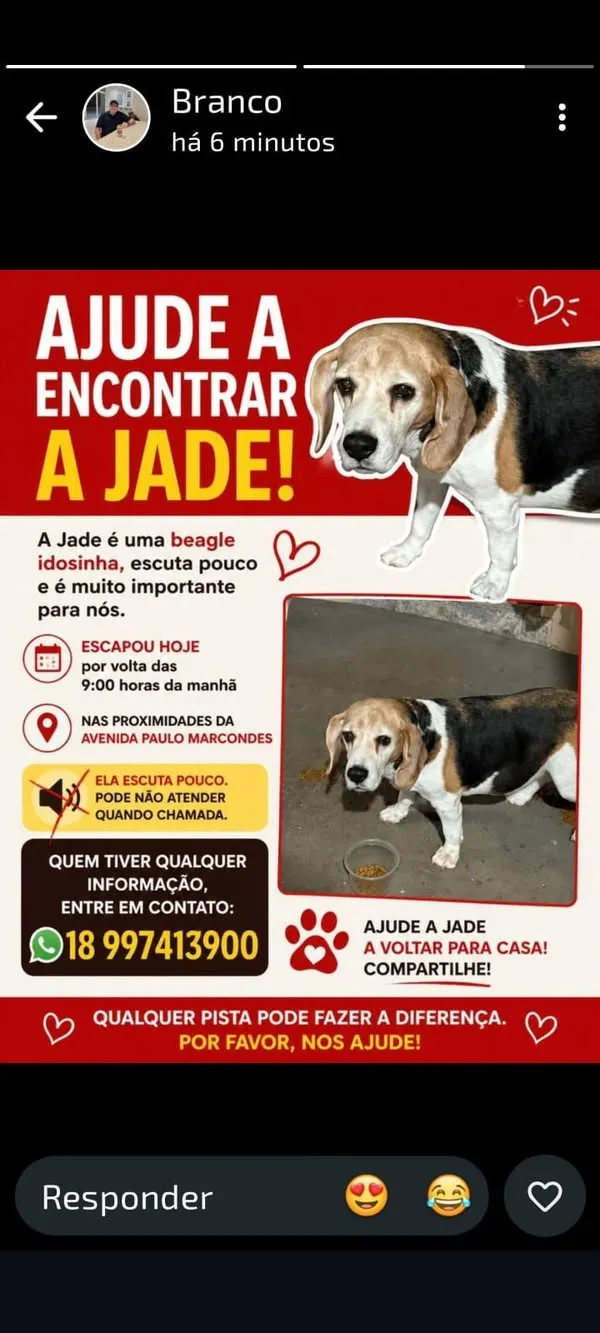 Cachorro raça SRD-ViraLata idade 6 ou mais anos nome Jade