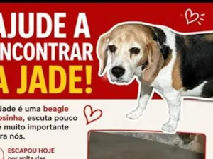Cachorro raça SRD-ViraLata idade 6 ou mais anos nome Jade